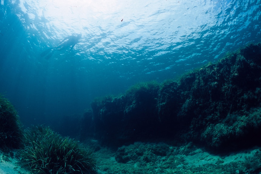 Dr Oscar Serrano observing seagrass at Albanys Oyster Harbour Picture. Date unknown.