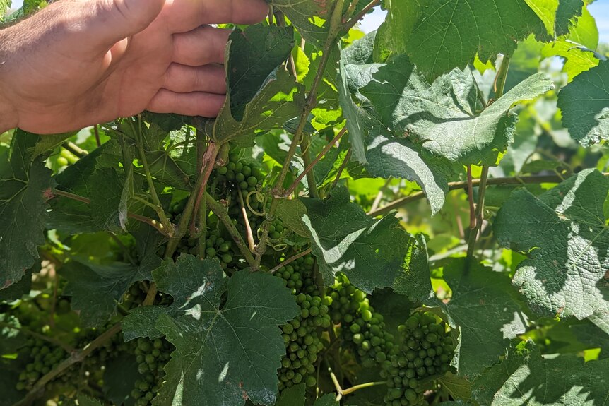 Mr Heward’s hand touches pinot grigio grapes growing on a vine among green leaves. 