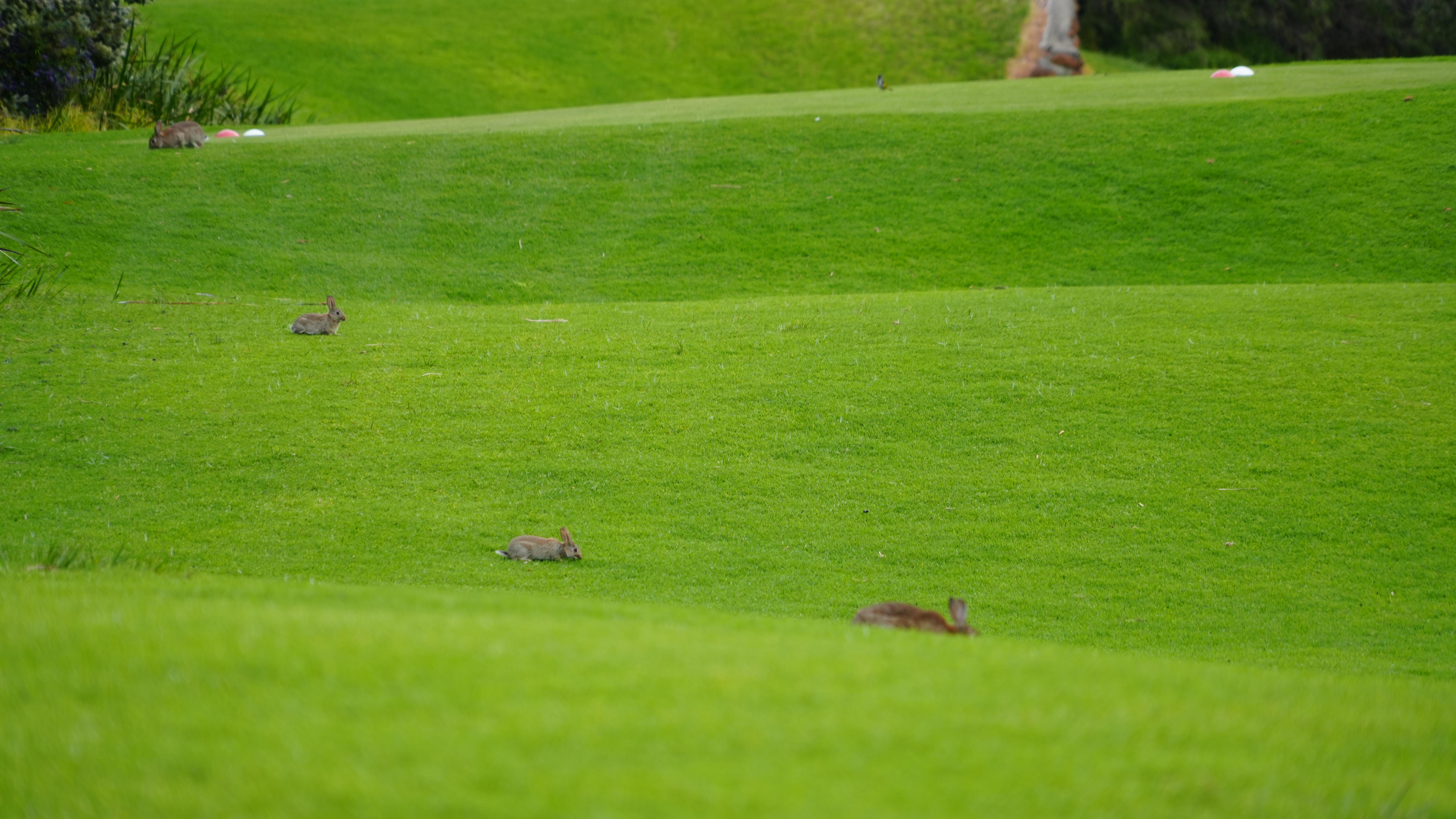 Golfers despair as rabbits damage one of Australia's best courses