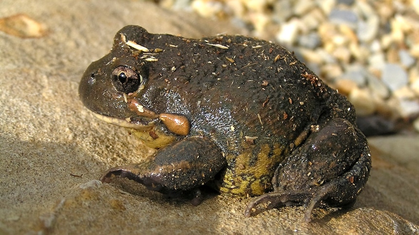 A close-up of an Eastern Banjo Frog, also known as a 'Pobblebonk'