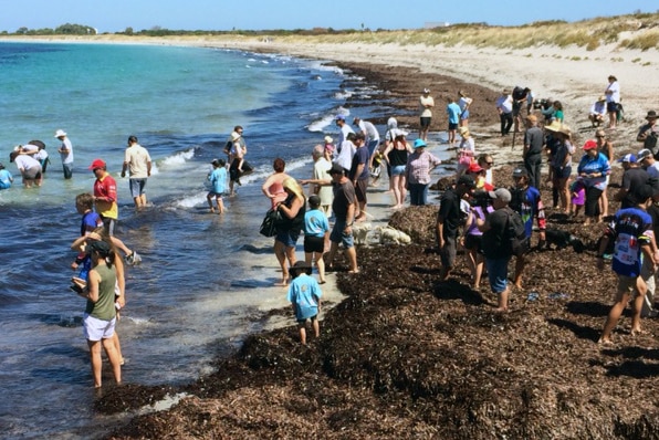 Dozens of people helped to release thousands of juvenile pink snapper into Cockburn Sound.