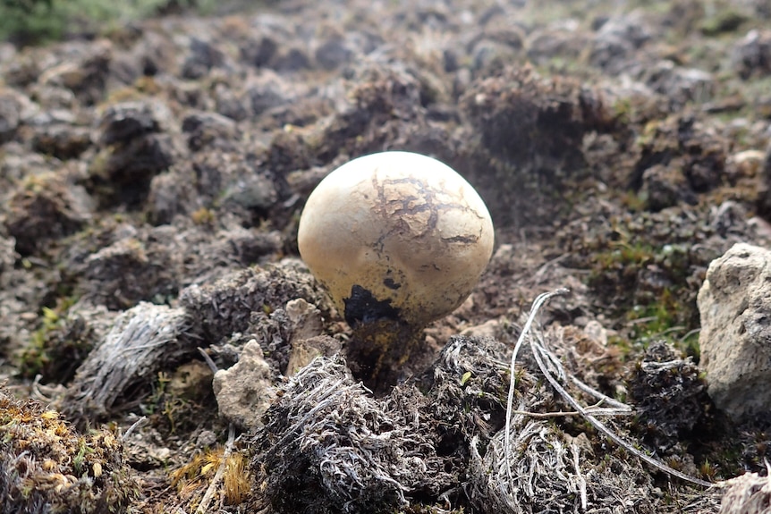 A white mushroom coming out of the soil