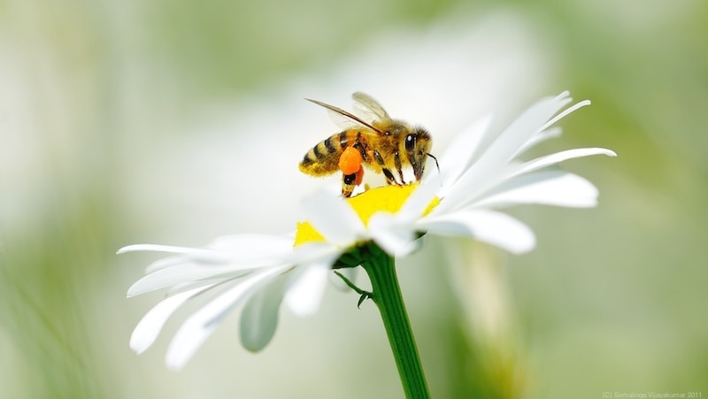 A honeybee on a daisy flower