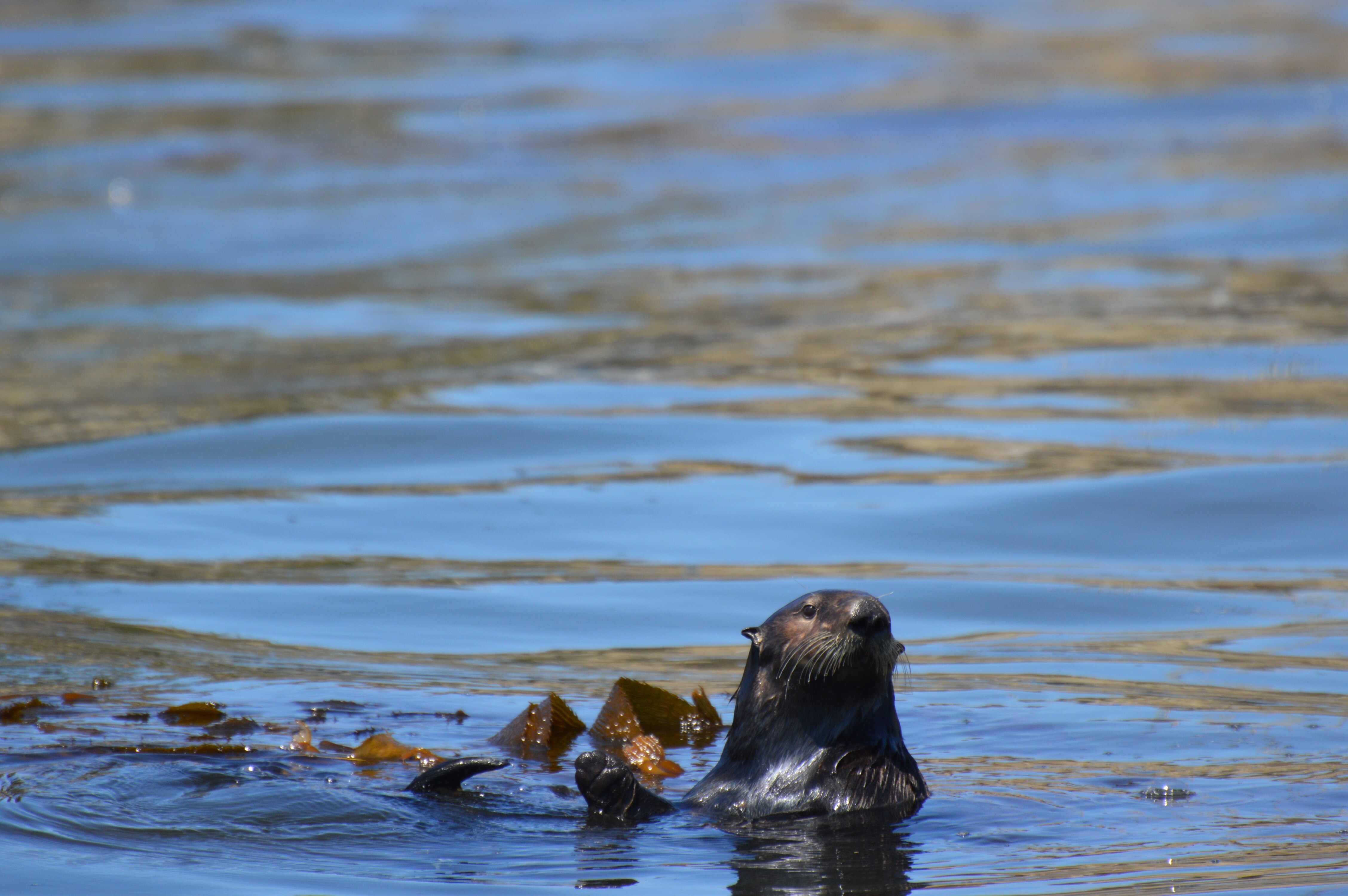 Ocean's most wanted: surfboard-stealing otter evades capture as fanbase  grows - ABC News