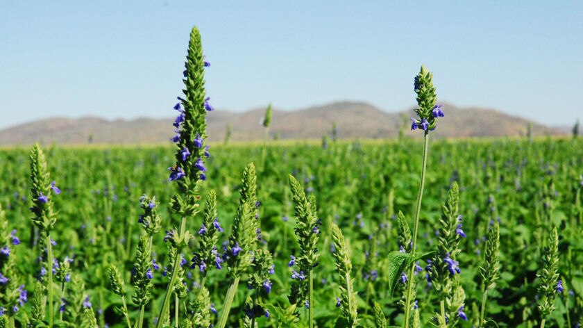 A chia crop flowering in the Ord irrigation scheme.