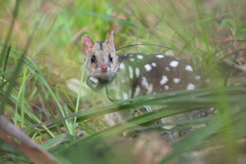 Eastern Quolls are fitted with GPS collar trackers to keep track of their survival in the wild.