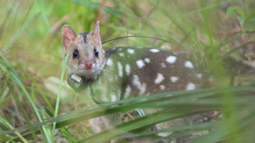 Eastern Quolls are fitted with GPS collar trackers to keep track of their survival in the wild.