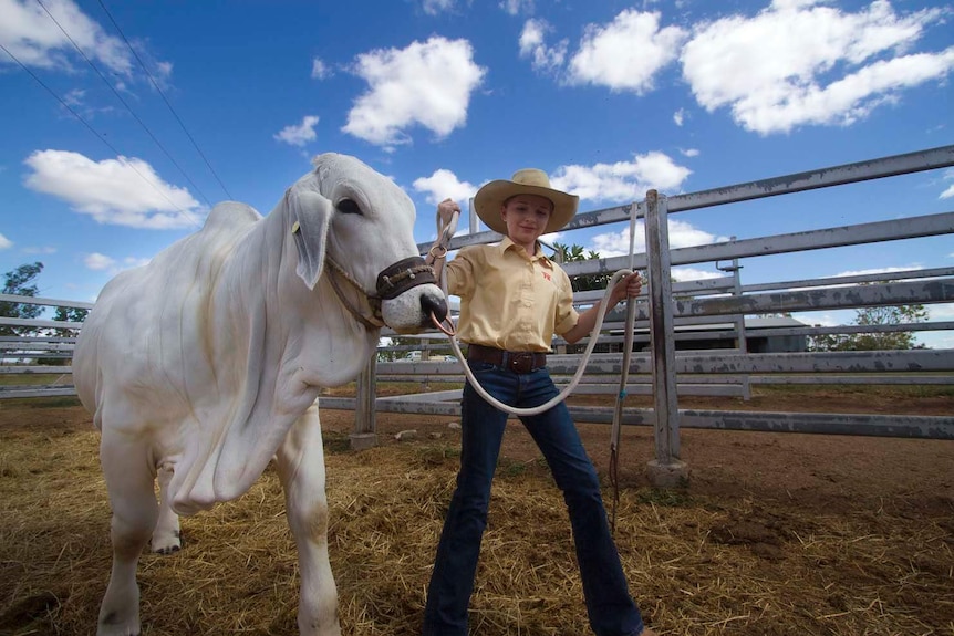 Rory Fenech leads cow 'Jess'