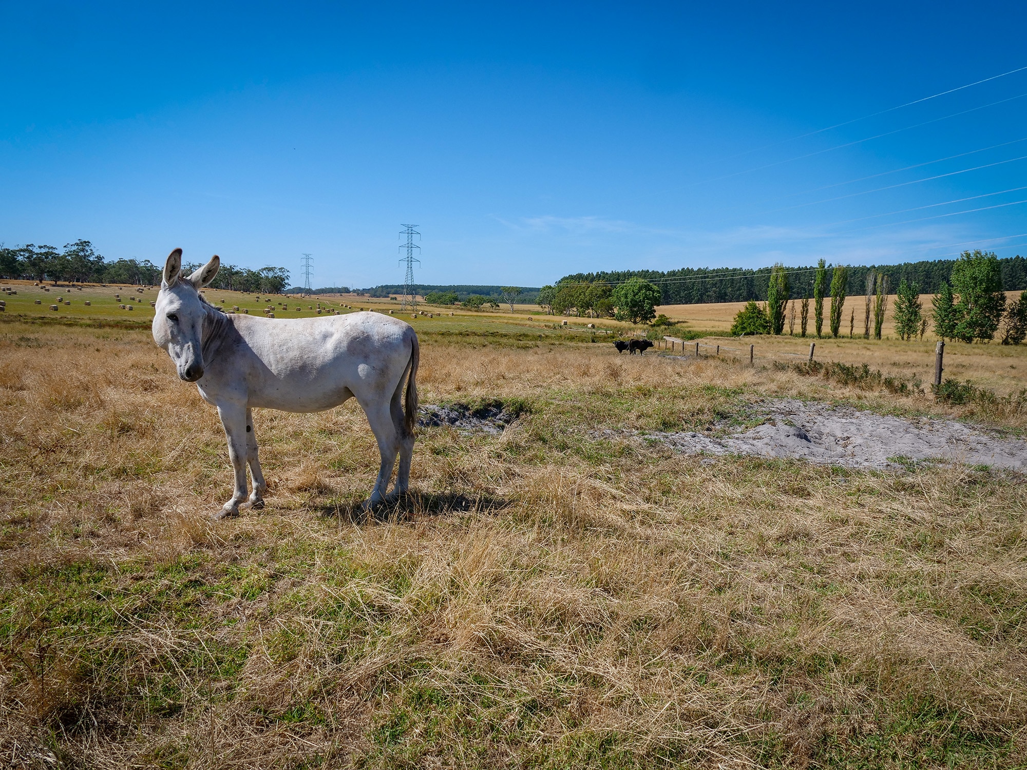 A donkey in a paddock