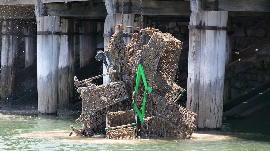 Dirty and algae-covered shopping trolleys are lifted out of the water.