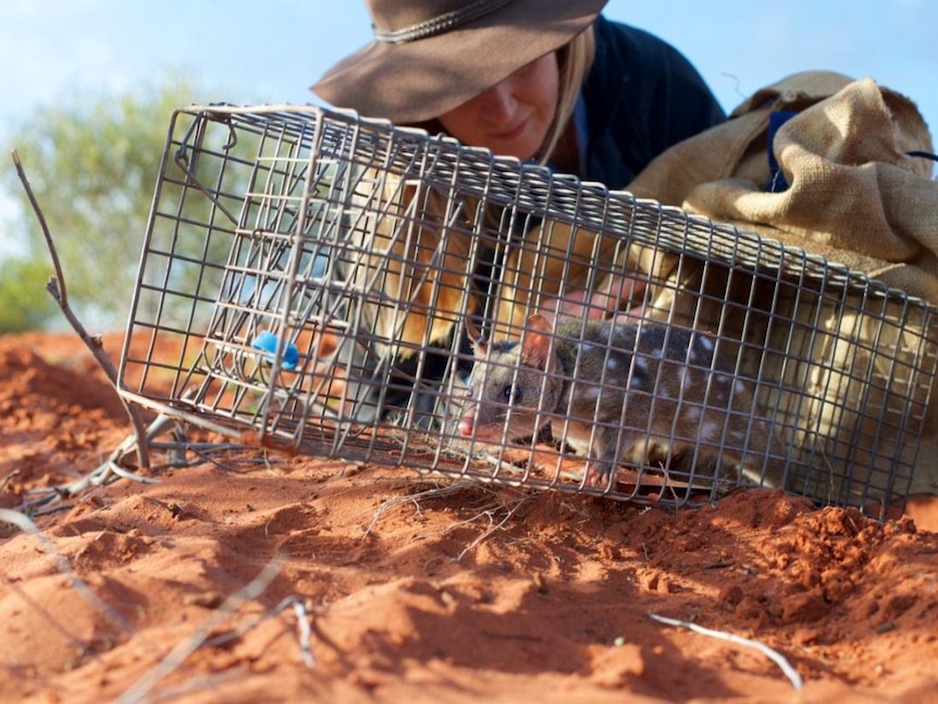 A quoll in a cage on red sand and trees in the background as a woman with a hat leans in. 
