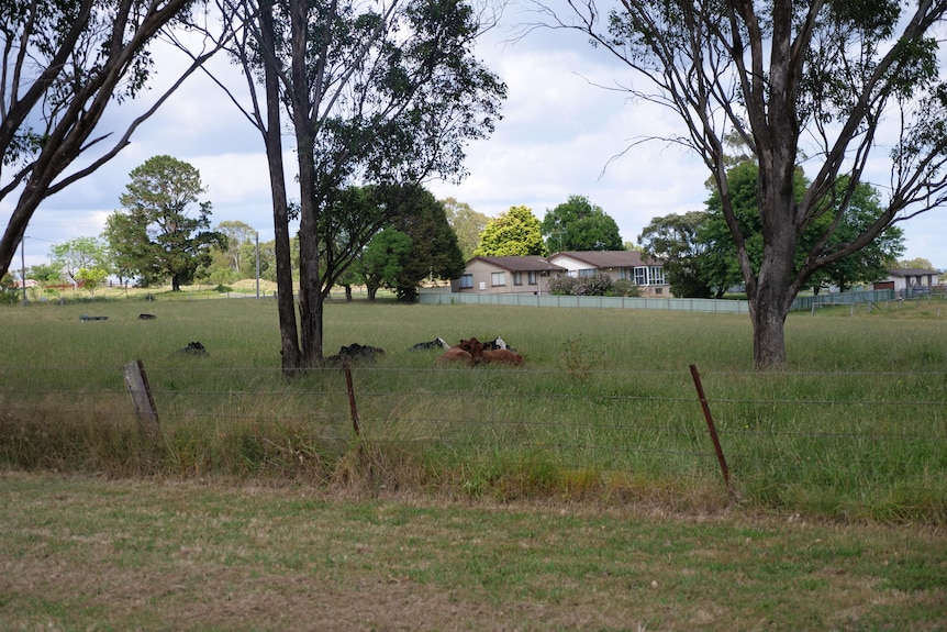 Ganado durmiendo en un prado