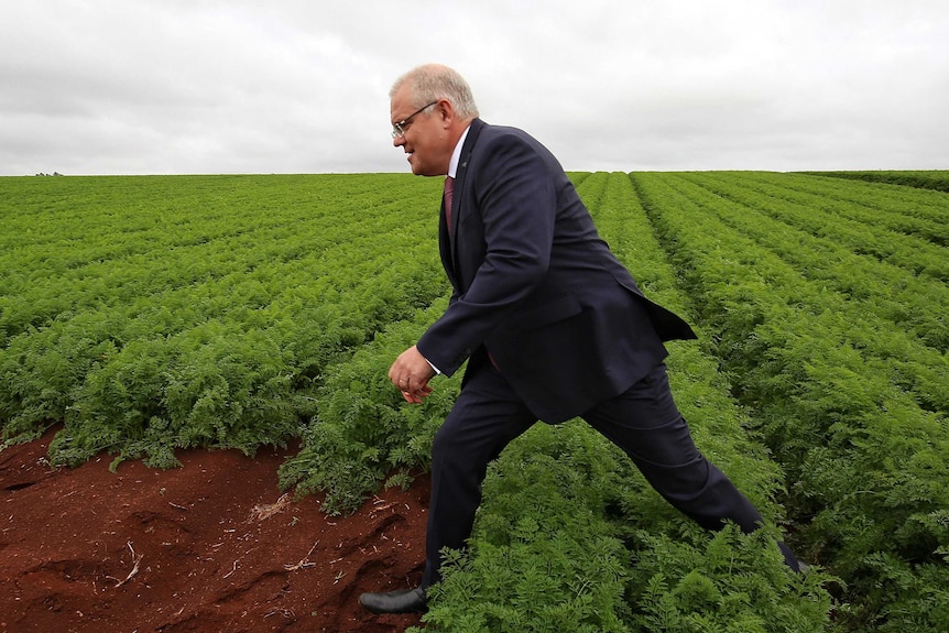 Scott Morrison walking through a lush carrot field