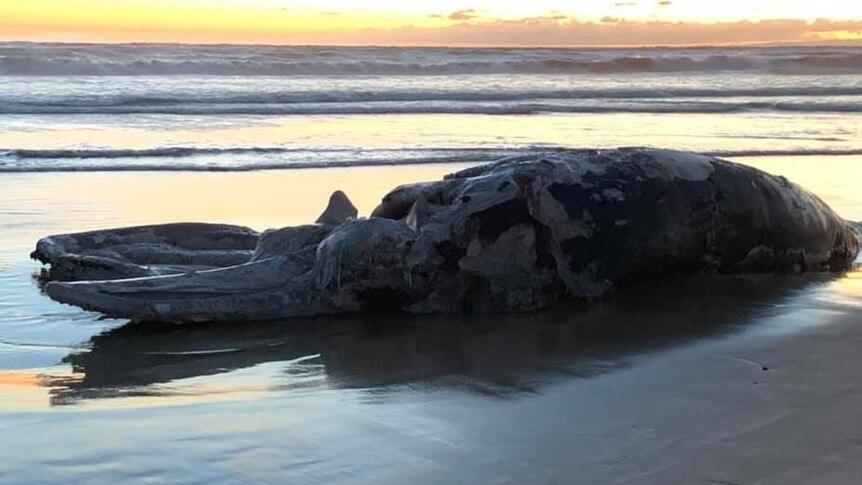 A decomposing humpback whale on an Ocean Grove beach.