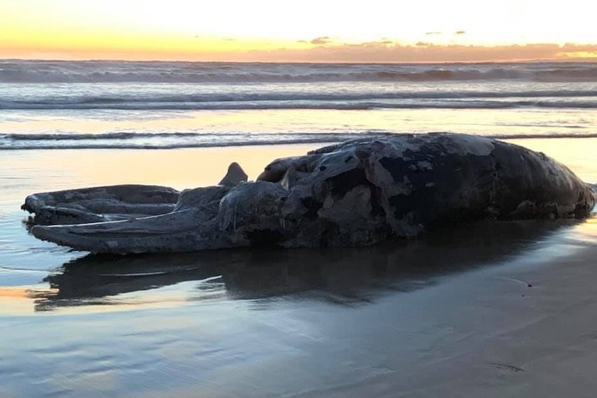 A decomposing humpback whale on an Ocean Grove beach.