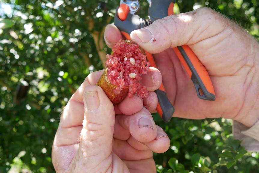 A finger lime broken in half being held in two hands