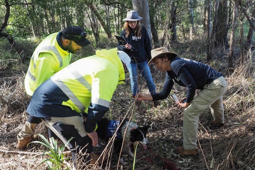 people leaning in to look at a collection of koala scat with the sniffer dog close by