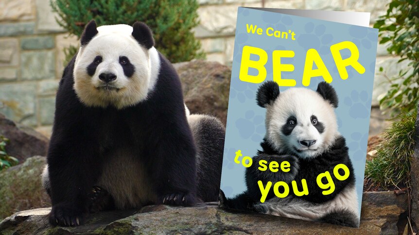 A giant panda sits on a rock in an enclosure next to a giant card saying 'We can't BEAR to see you go'.