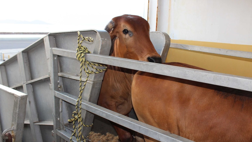 A close-up of live export cattle boarding a ship