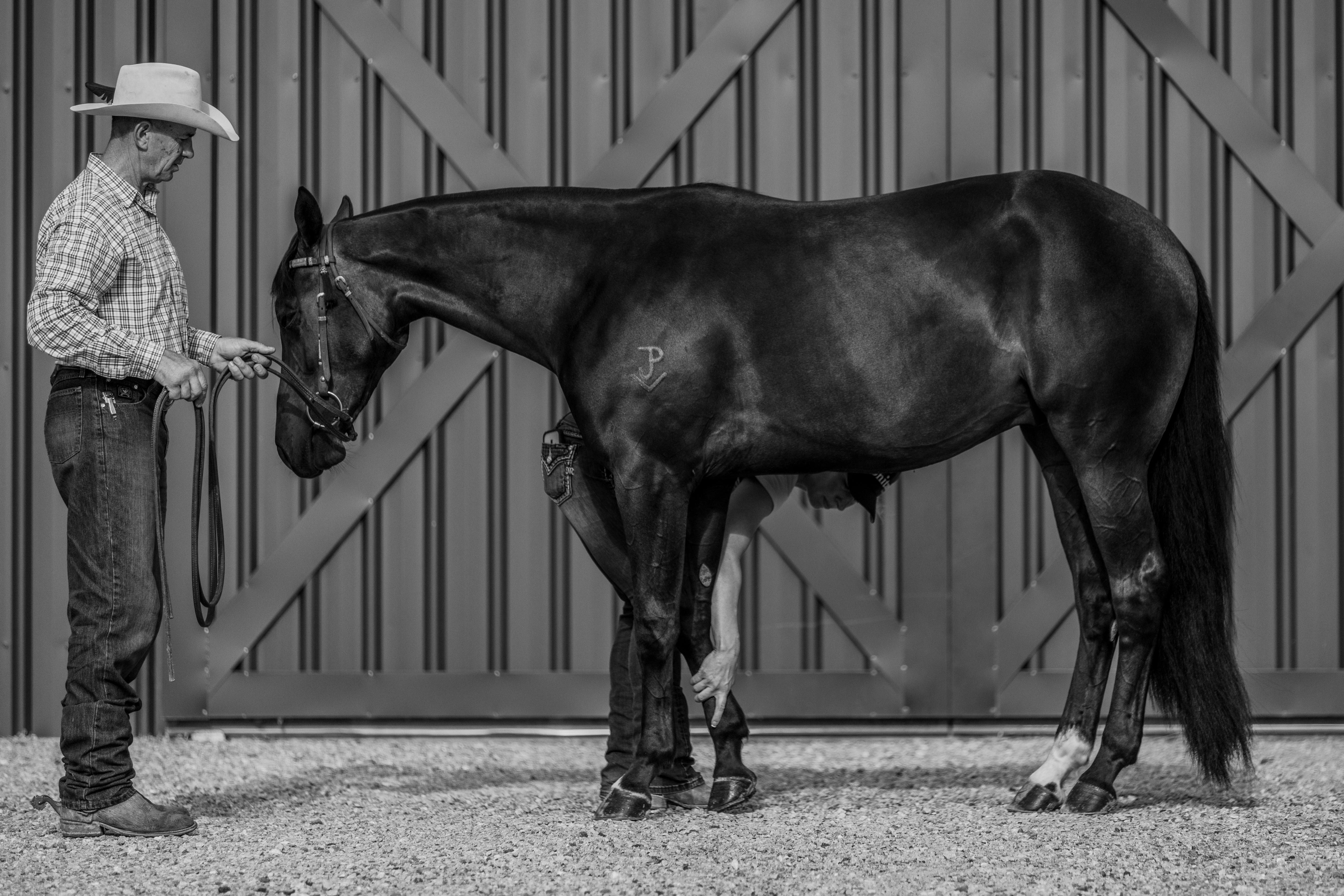 Uma fotografia em preto e branco de um homem segurando um cavalo.