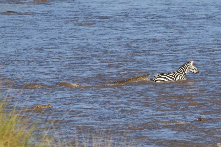 Zebra chased by crocodile during migration