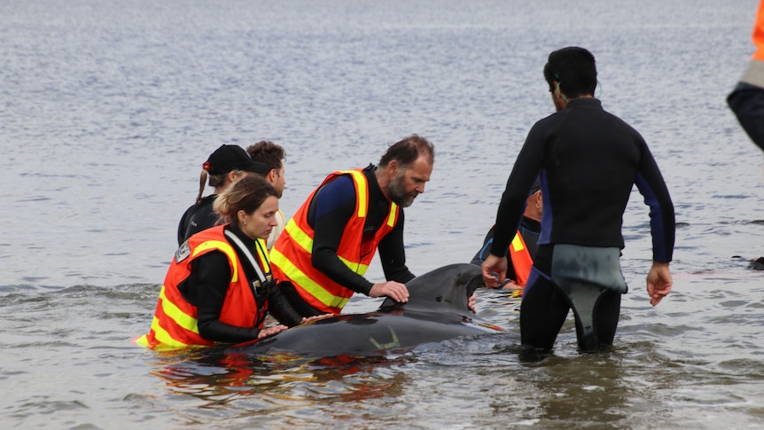 A group of rescuers attending to a whale.