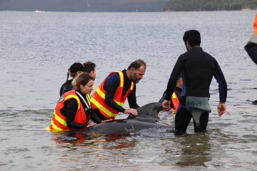 A group of rescuers attending to a whale.