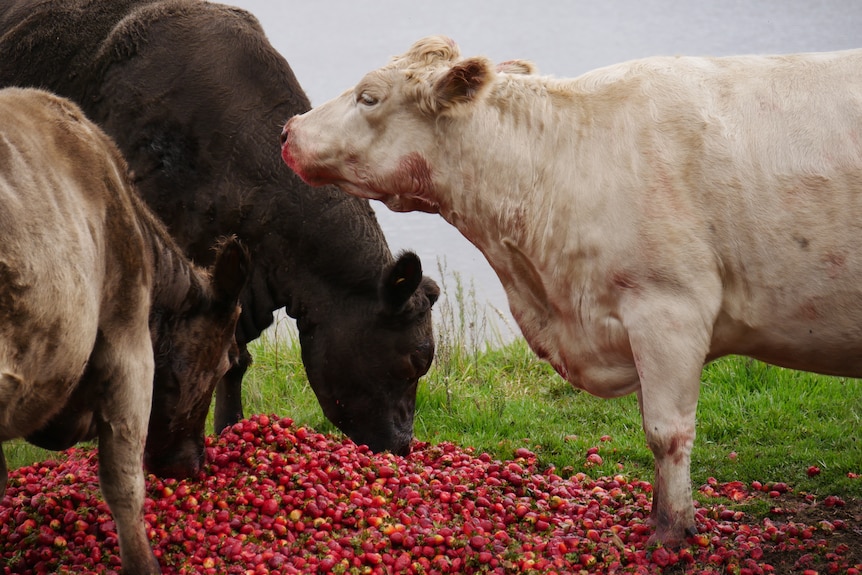 Three cows stand over strawberry waste, eating the strawberries
