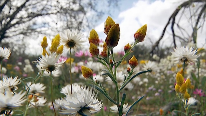 Field of wildflowers