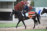 The Aidan O'Brien trained horse Yucatan is seen before track work at Werribee on October 24, 2018.