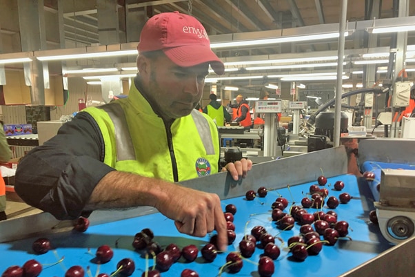 Howard Hansen sorts cherries
