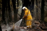 A firefighter hosing down scorched bushland.