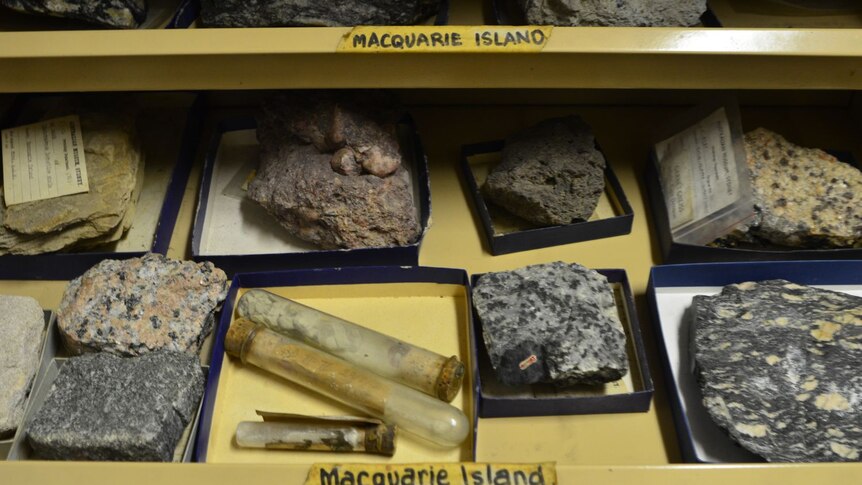 A variety of rocks Douglas Mawson gathered from Macquarie Island 100 years ago.