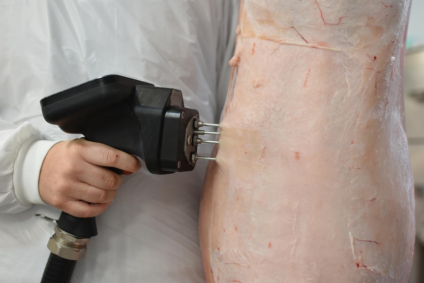 A probe being inserted into a carcase.