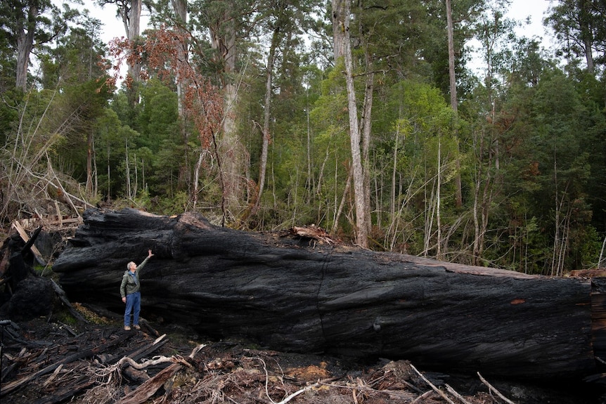 A man stands pointing in front of a large blackened tree trunk on the forest floor