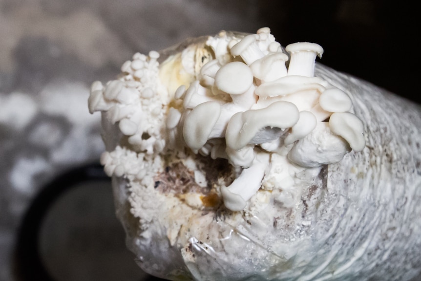 Mushrooms are grown on logs placed in the cellar until ready for picking.