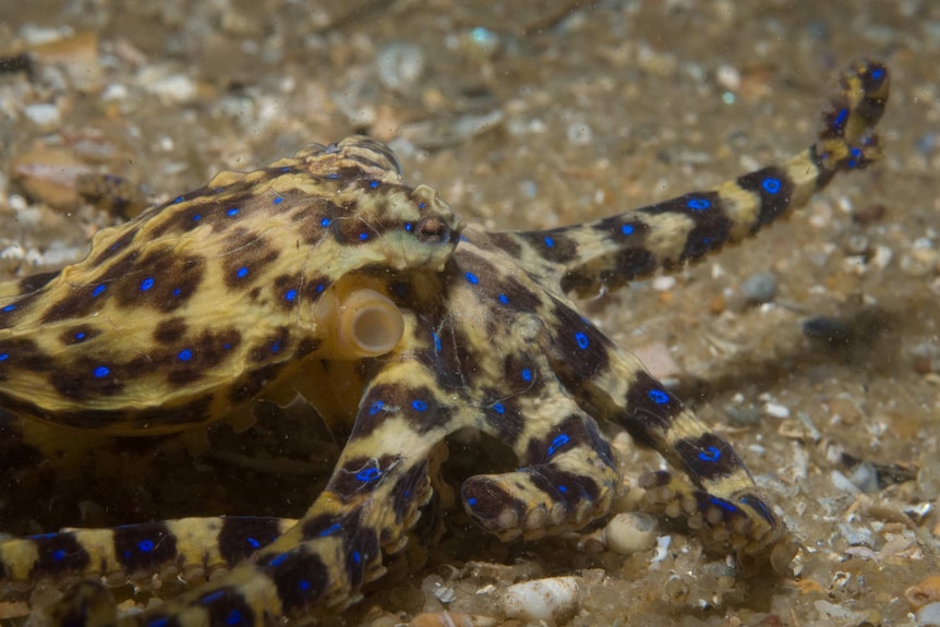 A brown octopus with blue dots, underwater on a sandy surface.