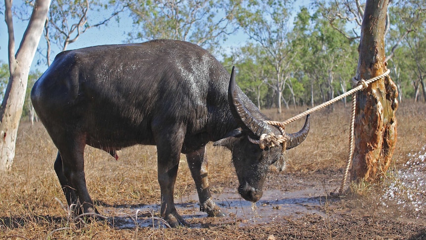 Feral buffalo tied to tree