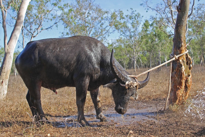 A buffalo tied to a tree.