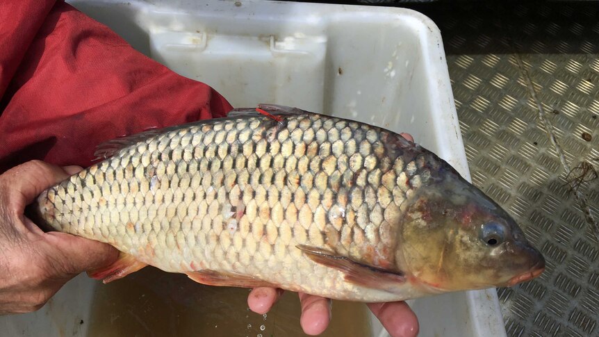 A carp caught in Tasmanian lake with tracking device attached