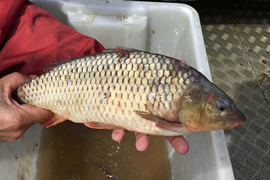 A carp caught in Tasmanian lake with tracking device attached