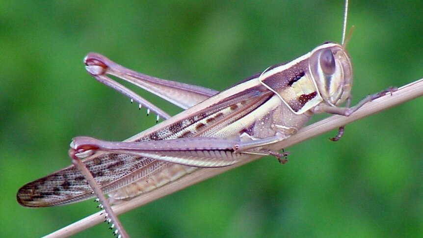 Authorities are warning of more locust activity