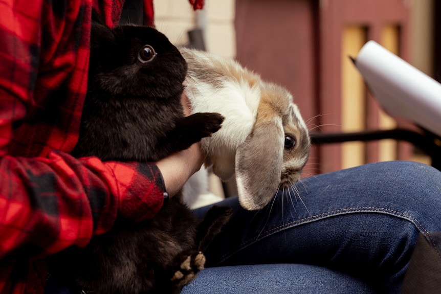 A close up of two bunnies, one black and one brown-white, held by their owner
