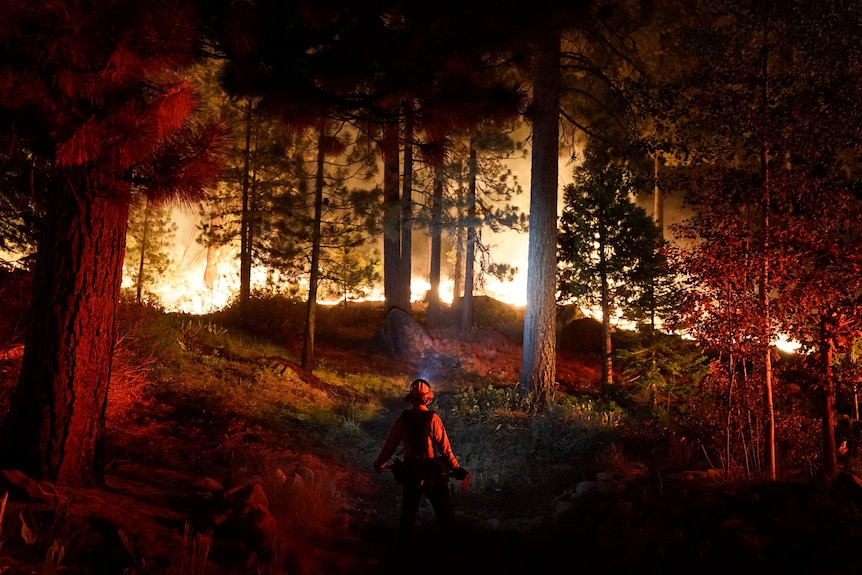 A firefighter monitors a large fire through tall trees