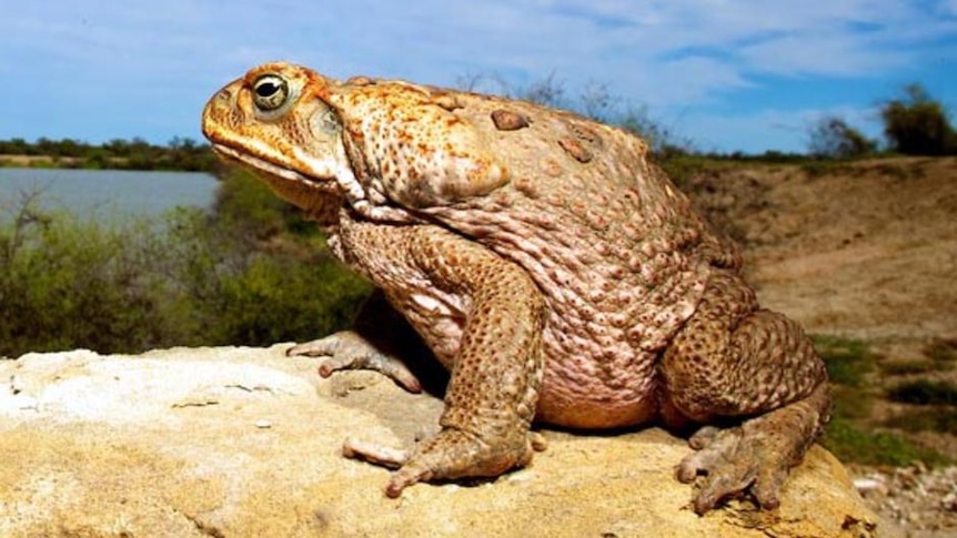 The cane toad is surprising researchers with its ability to adapt and change.