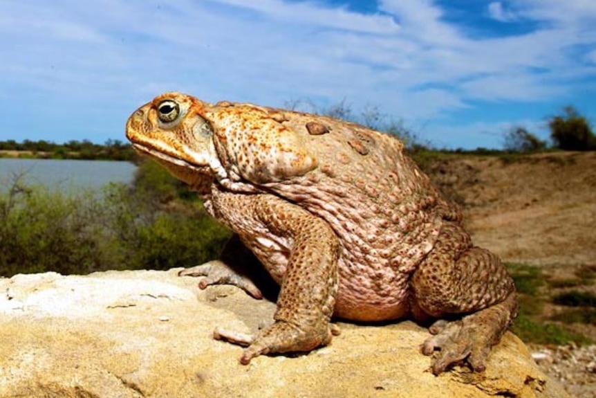 A cane toad sits on a rock