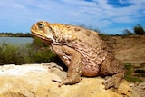 A cane toad sits on a rock.