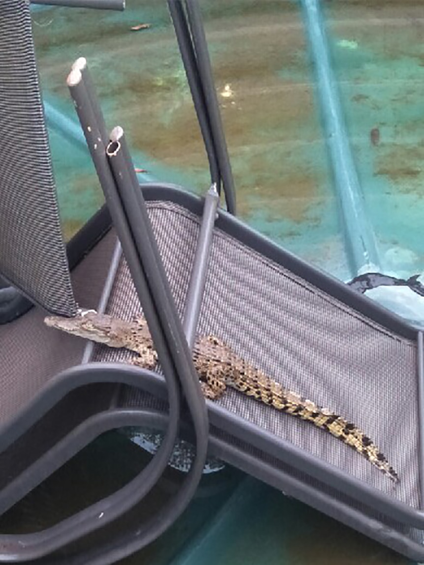 A photo of a juvenile freshwater crocodile on some disused chairs.