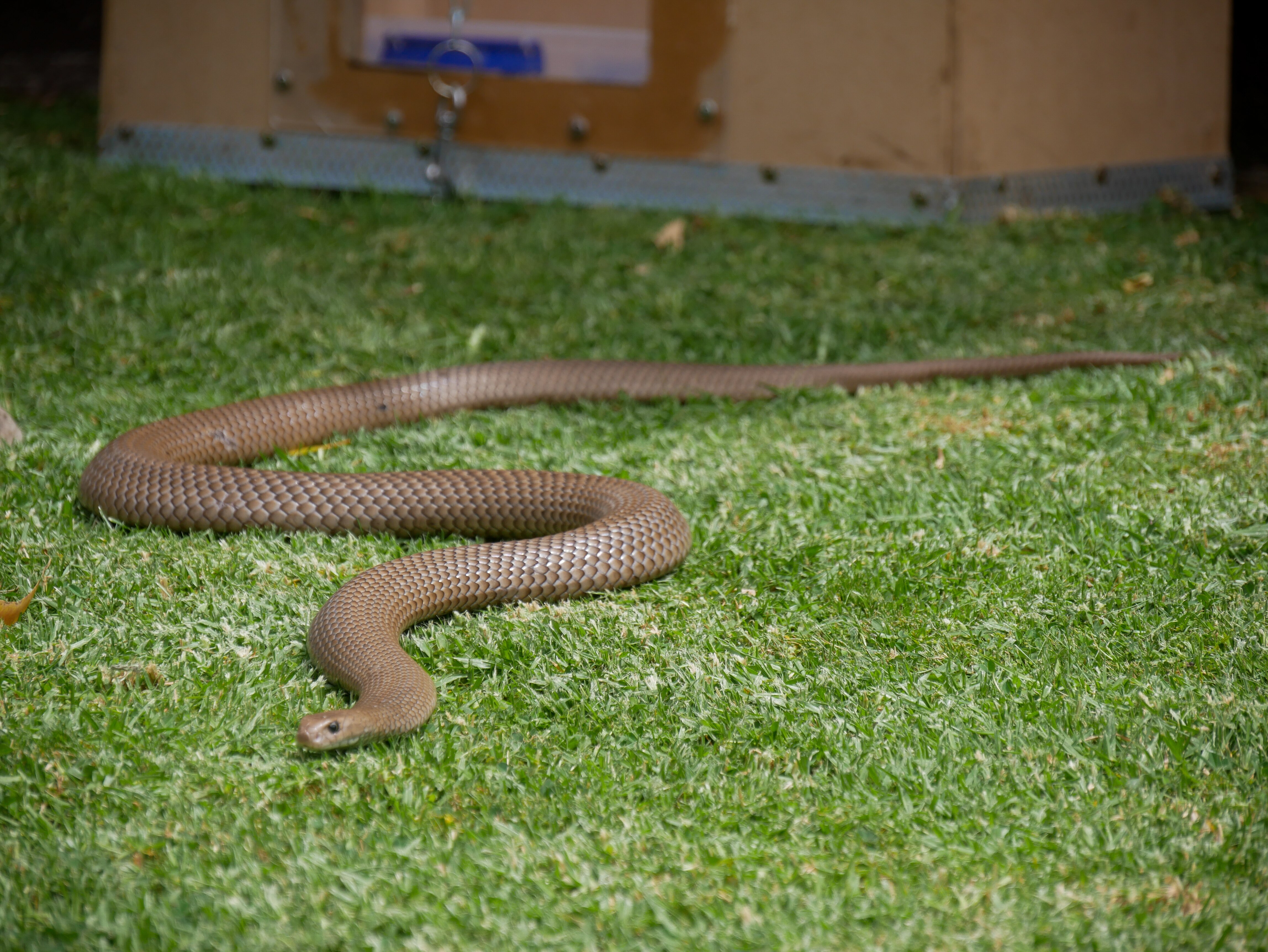 A brown snake on grass