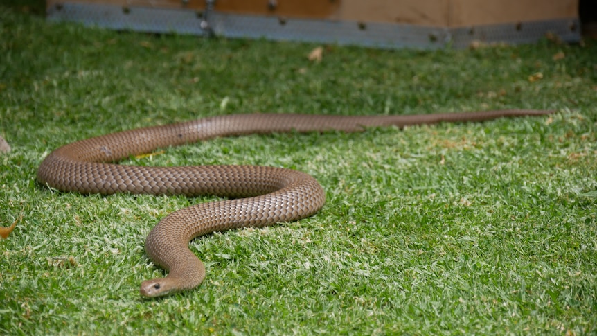 A brown snake on grass